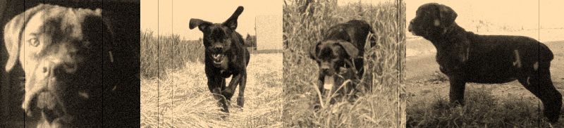 www.canecorso.fr