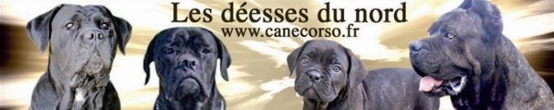 canecorso