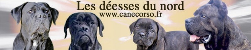 canecorso