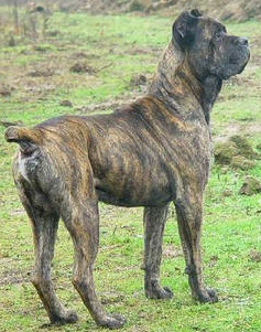 nabucco degli olmi