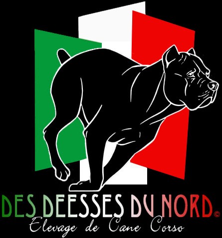 cane corso des deesses du nord