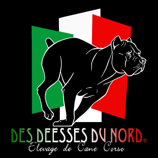 cane corso nord